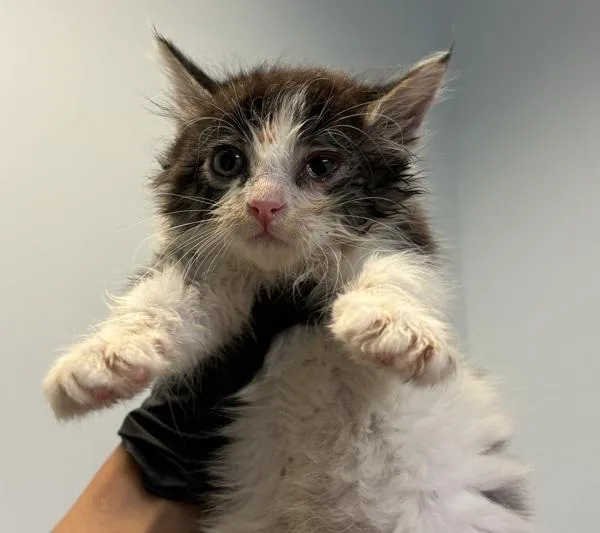 A baby small-sized female Domestic Short Hair cat named Butter for adoption in San Diego, CA