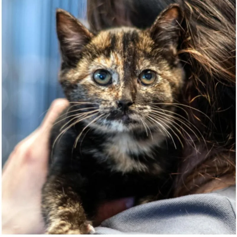 A baby small-sized female Black Domestic Short Hair cat named Abby for adoption in Sioux Falls, SD