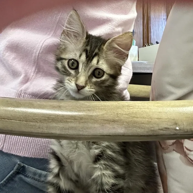 Mimi thumbnail 2