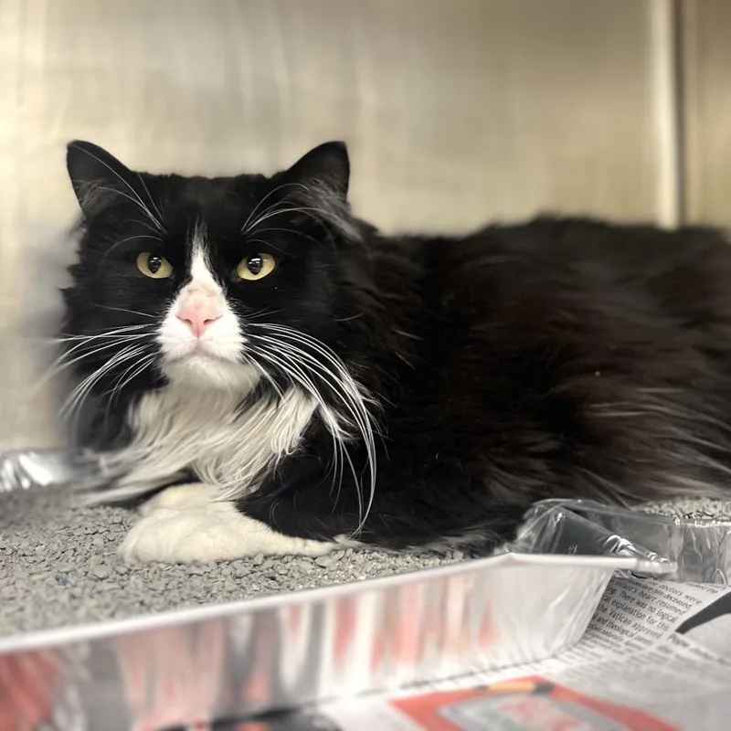 An adult extra large-sized male White Domestic Long Hair cat named Furby for adoption in Wheeling, IL