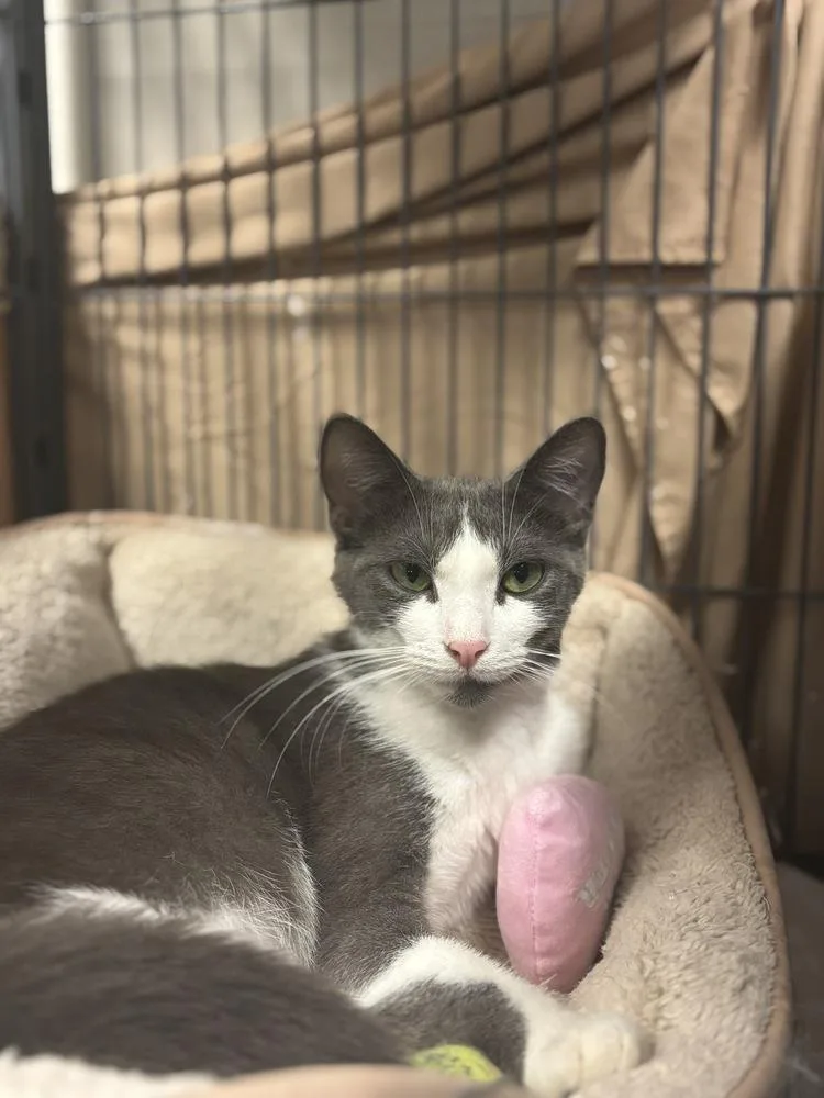 A young medium-sized female Gray & White Domestic Short Hair cat named Cotton Candy for adoption in Clinton Township, MI