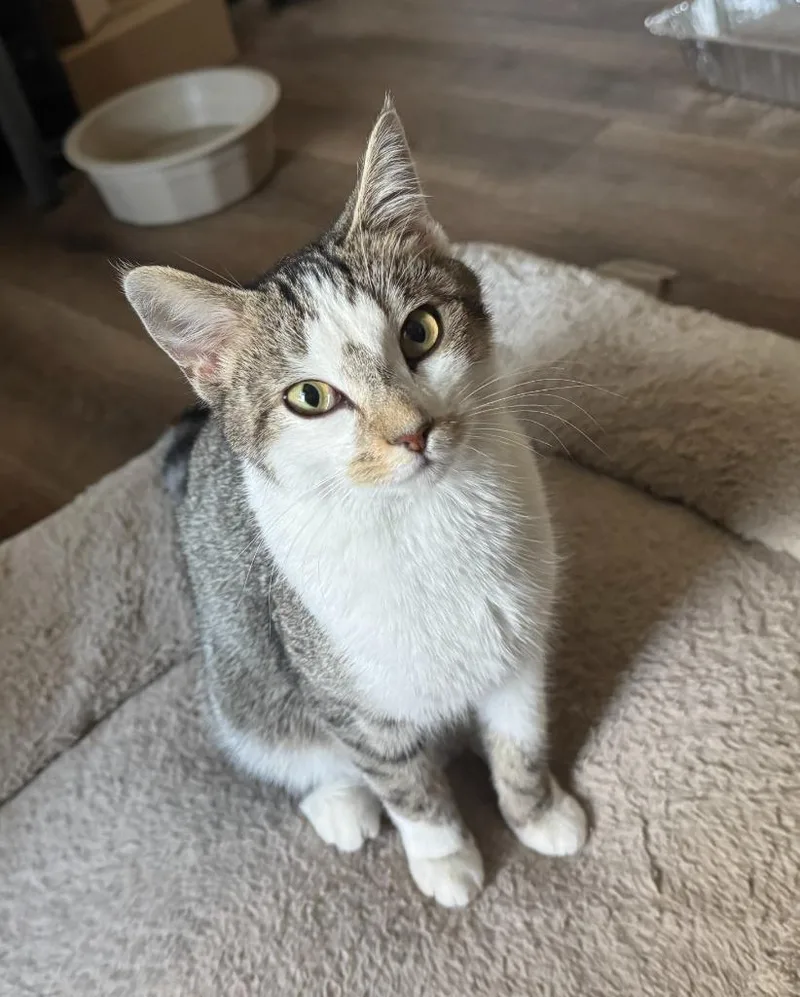 A baby small-sized female Domestic Short Hair cat named Maisie for adoption in Noble, OK