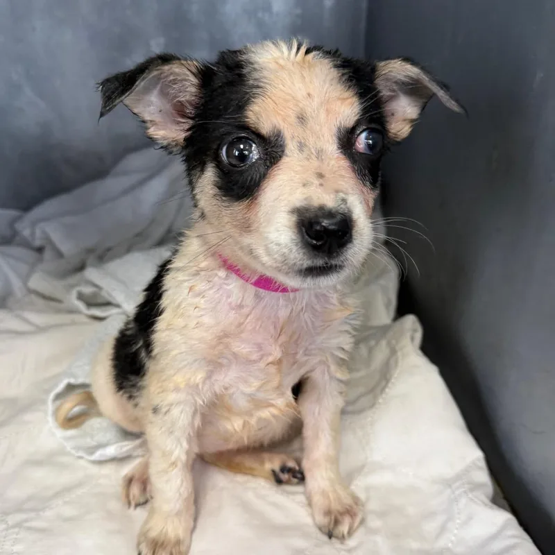 A baby small-sized female Gray / Blue / Silver Border Collie dog named Bramble for adoption in Normal, IL