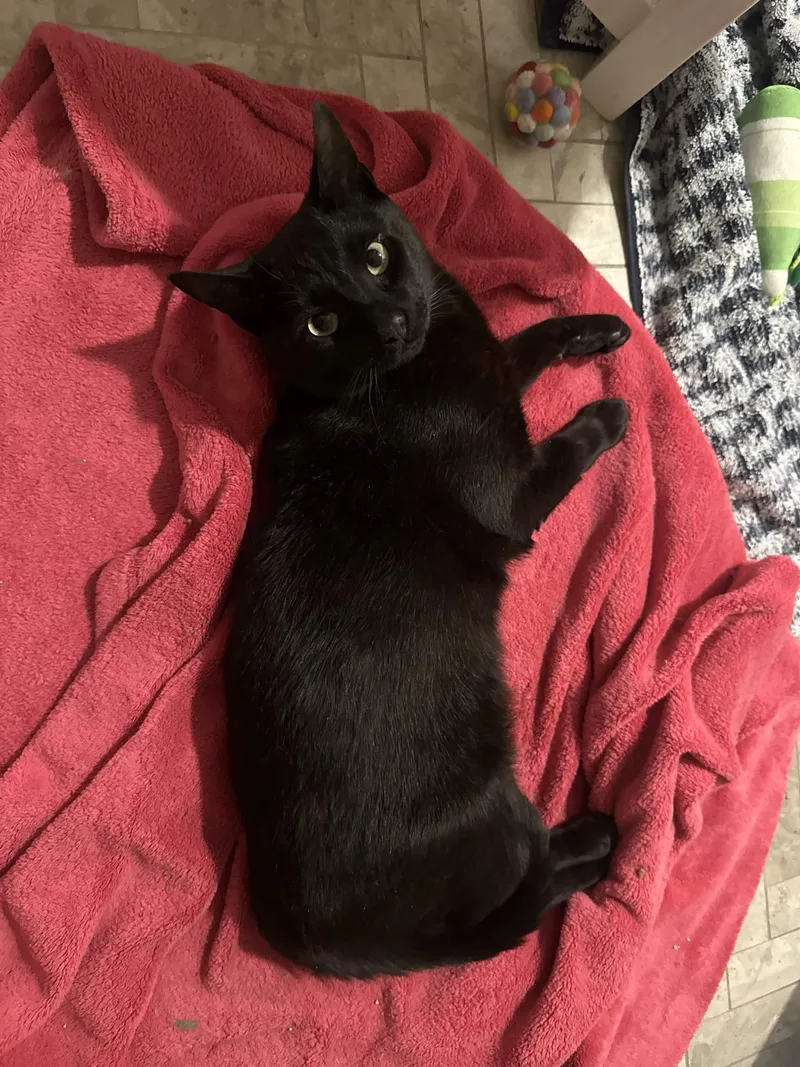 A young medium-sized male Black Domestic Short Hair cat named Guinness for adoption in Weehawken, NJ