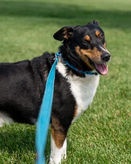 An adult medium-sized male Cardigan Welsh Corgi dog named Oliver for adoption in Pequot Lakes, MN