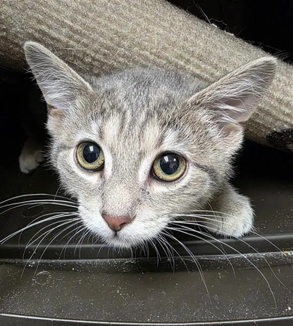 A baby small-sized female Domestic Short Hair cat named Turnip for adoption in Aliquippa, PA