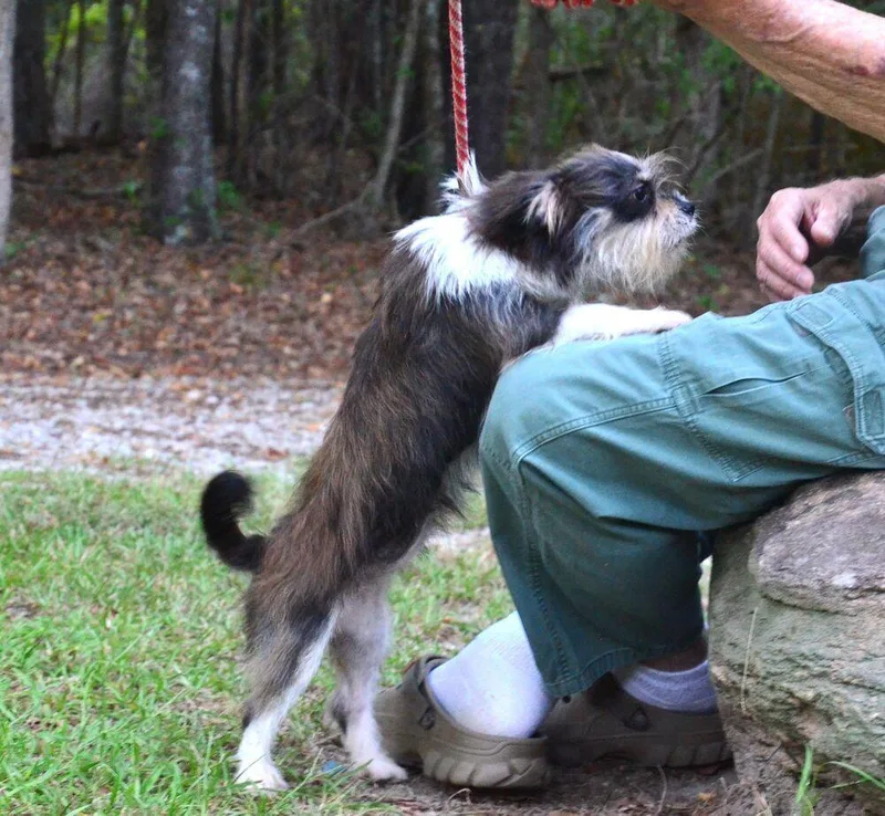 A young small-sized female Shih Tzu dog named Sindee for adoption in Willingboro, NJ