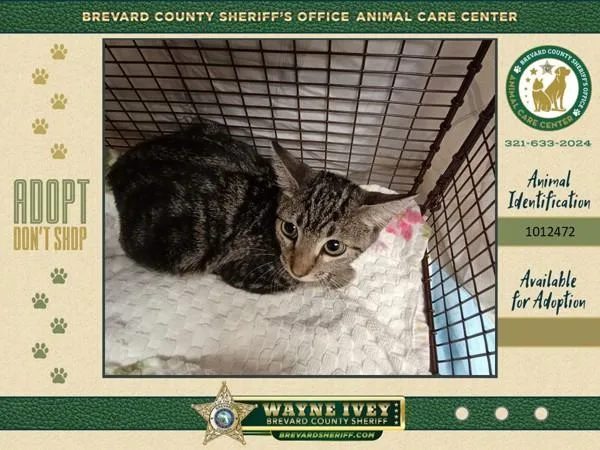A baby small-sized female Domestic Short Hair cat named Ping Pong for adoption in Melbourne, FL