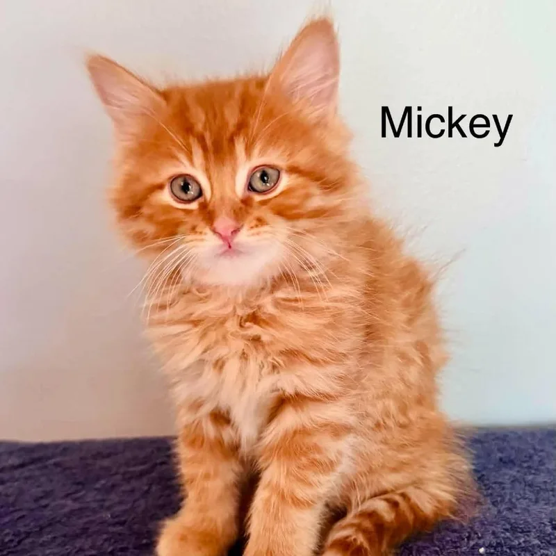 A baby small-sized male Orange / Red Domestic Short Hair cat named Mickey for adoption in St. Charles, IL