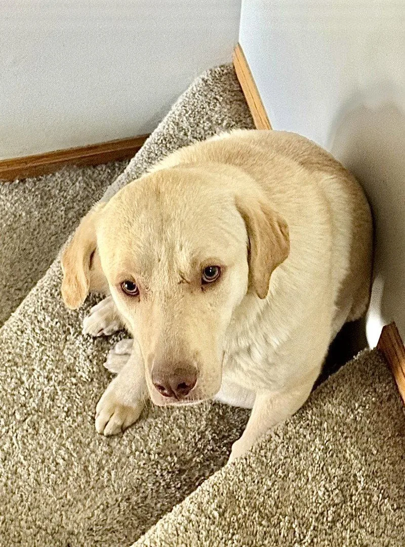 A young large-sized male Labrador Retriever dog named Drake for adoption in Omaha, NE