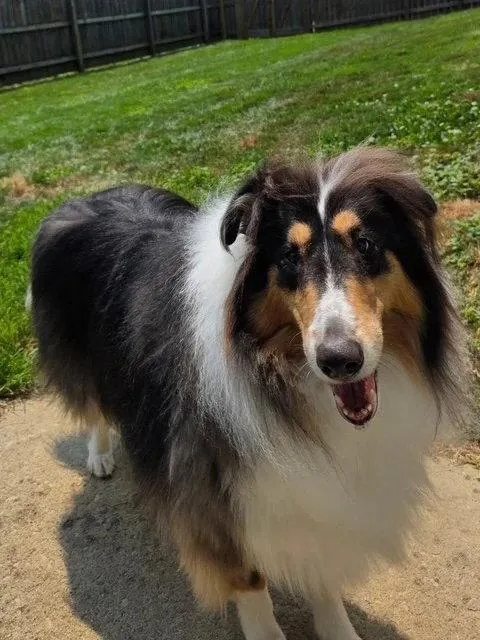 ReX