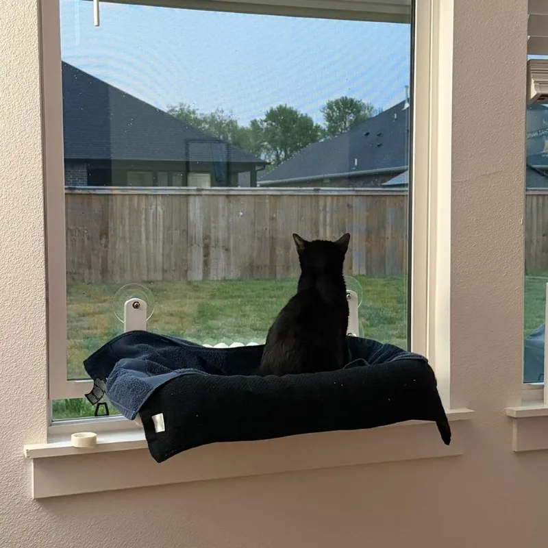 An adult medium-sized female Black American Shorthair cat named Bobbie for adoption in Bentonville, AR
