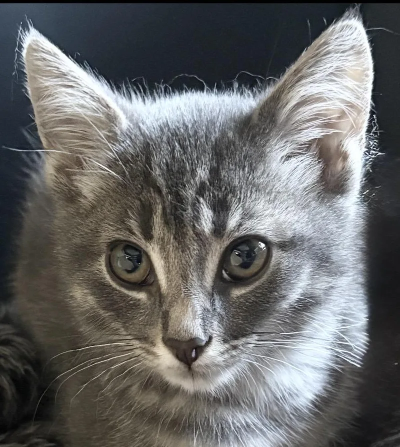 A baby small-sized female Domestic Short Hair cat named Sage for adoption in Troy, MI