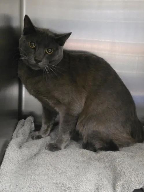 An adult large-sized male Domestic Short Hair cat named Luke for adoption in Los Angeles, CA