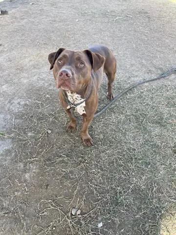 An adult medium-sized female White / Cream Pit Bull Terrier dog named Hazel for adoption in Thousand Oaks, CA
