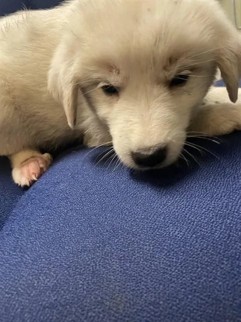 A baby large-sized male Great Pyrenees dog named Denali A for adoption in Plano, TX
