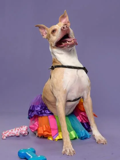 An adult large-sized female Mixed Breed dog named Tasha for adoption in Atlanta, GA