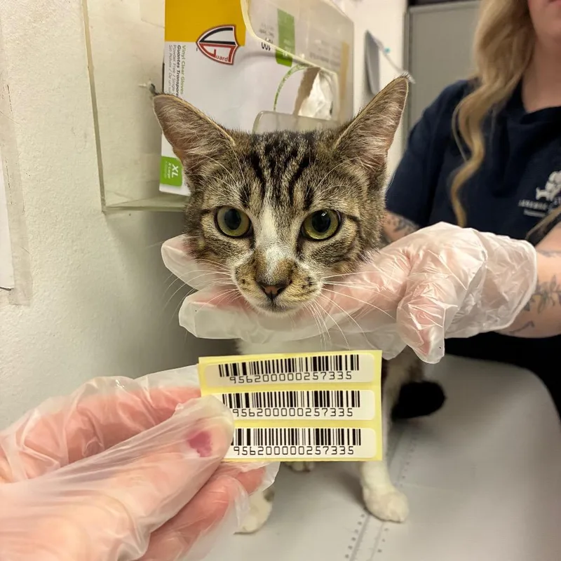 A young medium-sized female Brown / Chocolate Domestic Short Hair cat named Evie for adoption in Charleston, WV