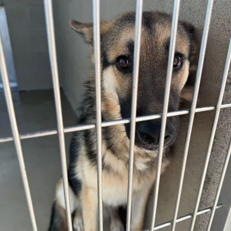 An adult medium-sized male German Shepherd Dog dog named Ralph for adoption in Kingman, AZ