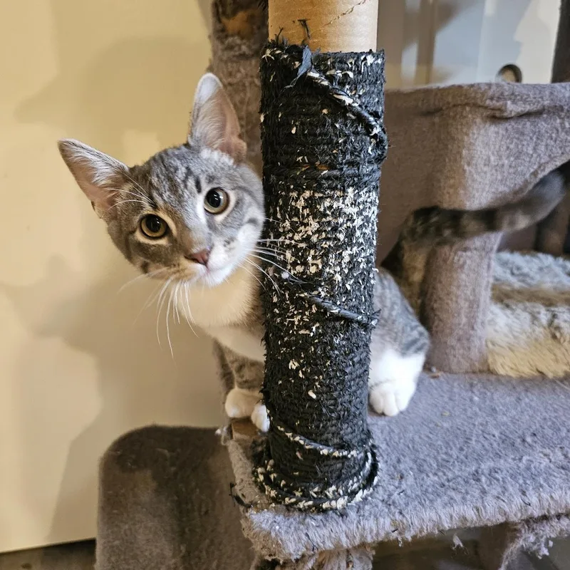 A baby medium-sized male Gray & White Domestic Short Hair cat named Quincey for adoption in Omaha, NE