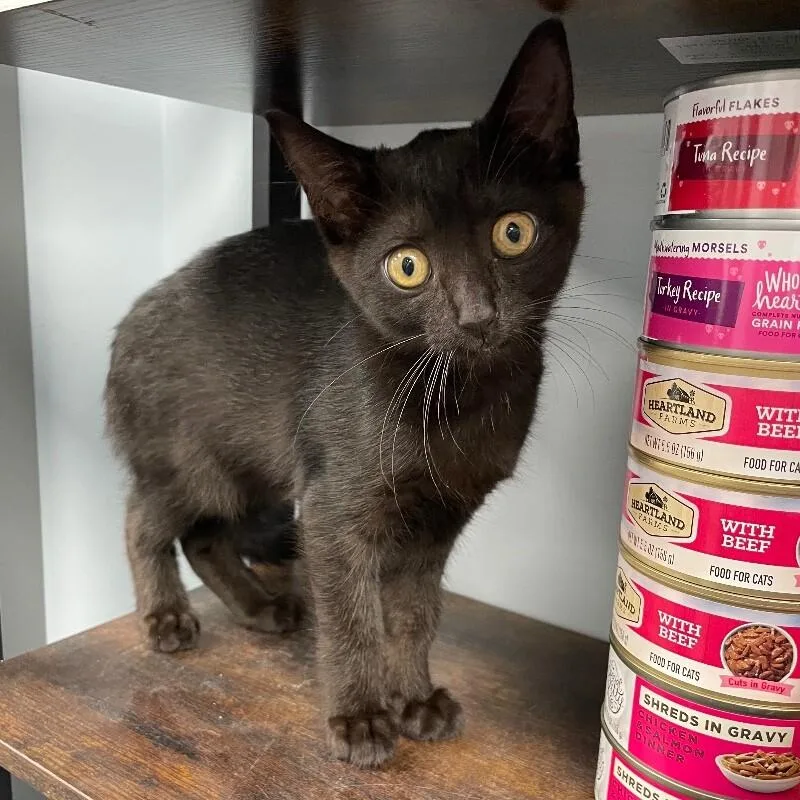 A young medium-sized female Domestic Short Hair cat named Dusk for adoption in Roanoke, VA