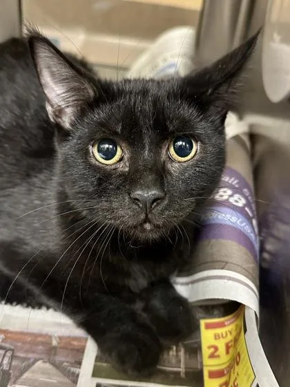A young medium-sized male Domestic Short Hair cat named Booboo for adoption in Wichita, KS