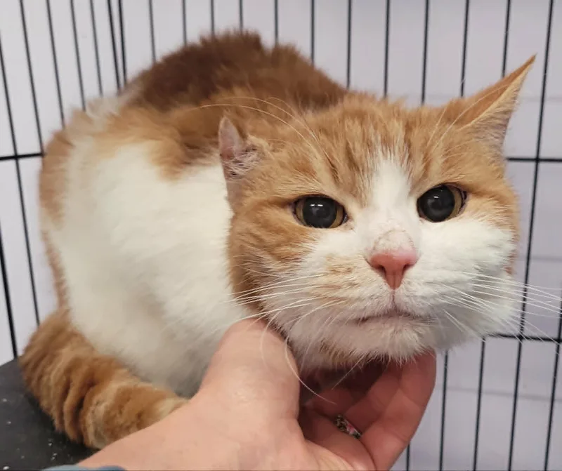 An adult medium-sized male Orange & White Domestic Short Hair cat named Scamp Handsome Orange for adoption in Meriden, CT