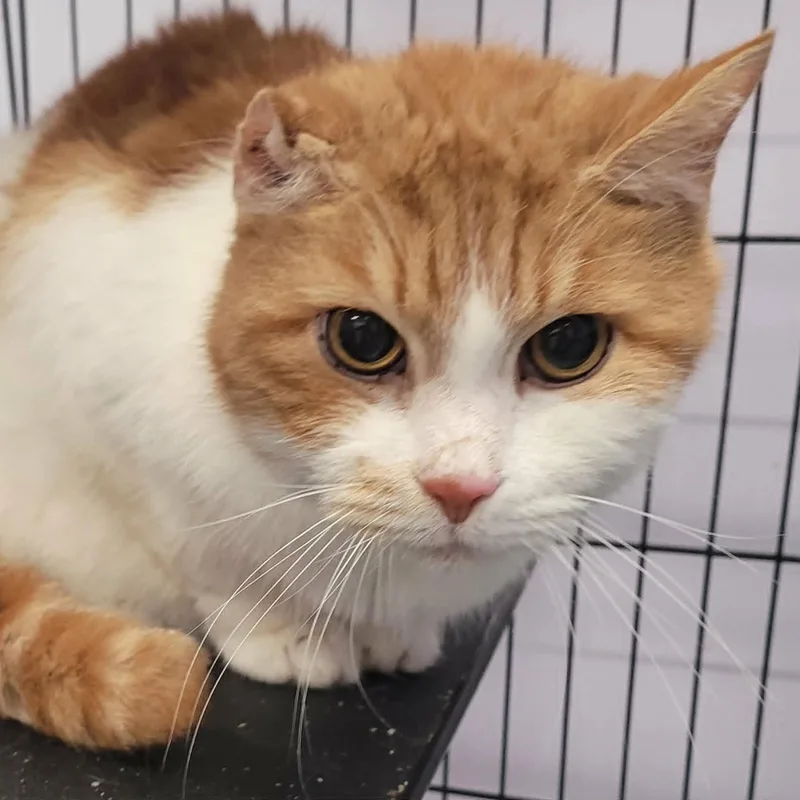 Scamp  Handsome Orange thumbnail 2