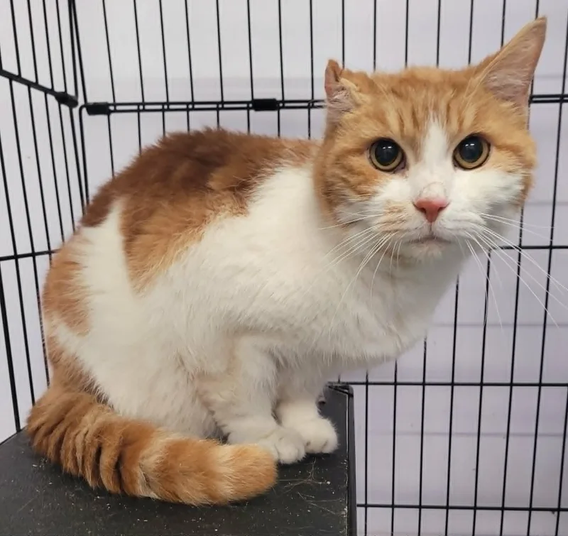 Scamp  Handsome Orange thumbnail 3