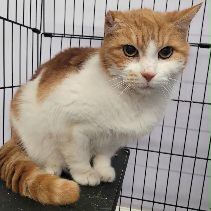 Scamp  Handsome Orange thumbnail 4