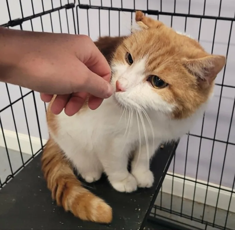 Scamp  Handsome Orange thumbnail 5