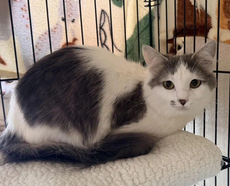 A young medium-sized female Gray & White Domestic Medium Hair cat named Genesis for adoption in Pittsburgh, PA