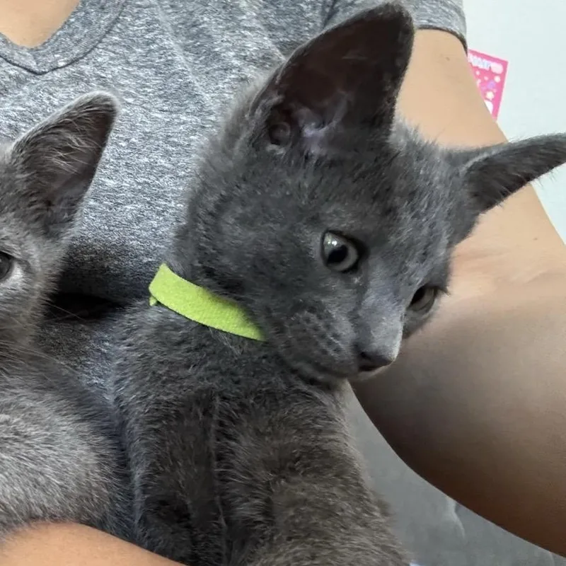 A baby small-sized male Gray / Blue / Silver Domestic Short Hair cat named Charm for adoption in Westminster, CA