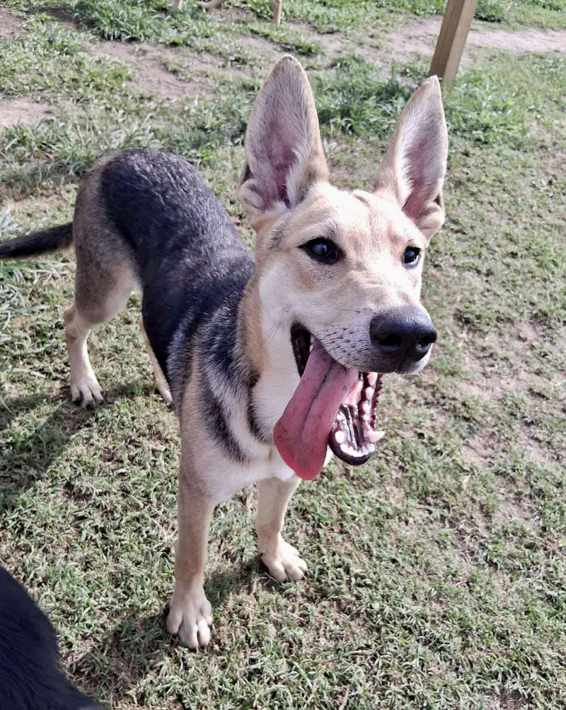 A young large-sized male Brown / Chocolate Shepherd dog named Oak Meadow for adoption in Tomball, TX