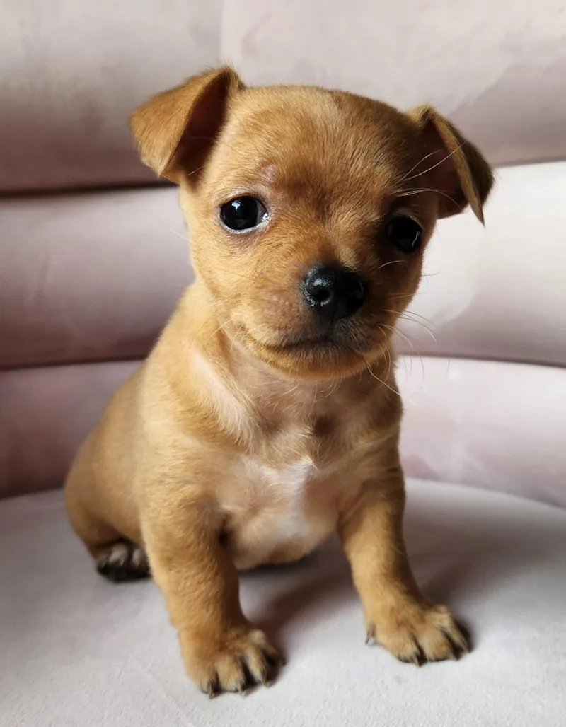 A baby small-sized male Yellow / Tan / Blond / Fawn Chihuahua dog named Manny for adoption in Columbia, MD