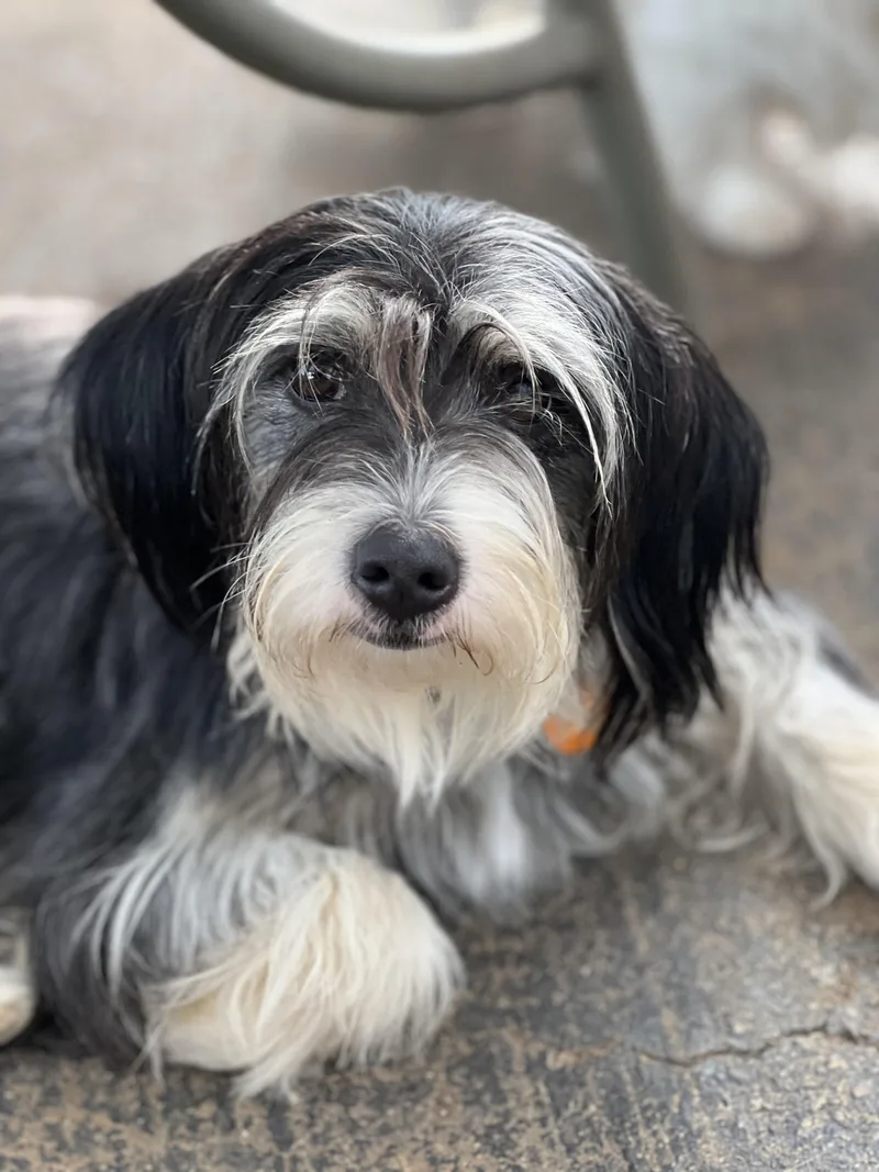 An adult small-sized female Black Schnauzer dog named Lucy for adoption in Greensboro, NC