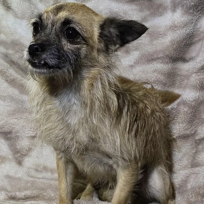A young small-sized male Yellow / Tan / Blond / Fawn Chihuahua dog named Archie for adoption in Pelham, NH