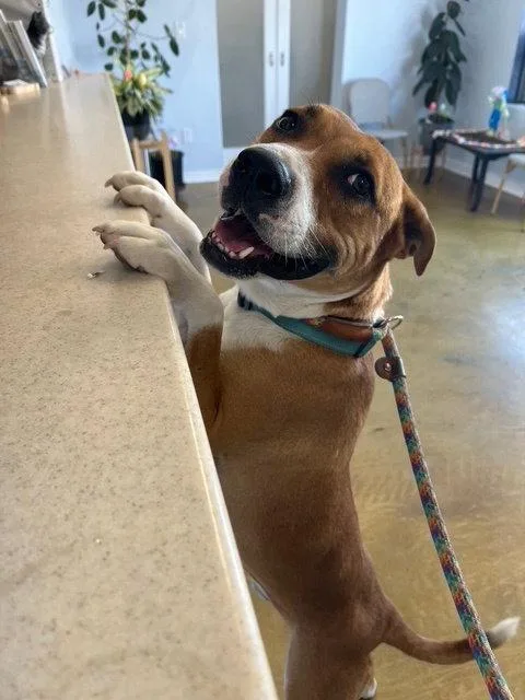 An adult large-sized male American Staffordshire Terrier dog named Kylo for adoption in Phoenix, AZ