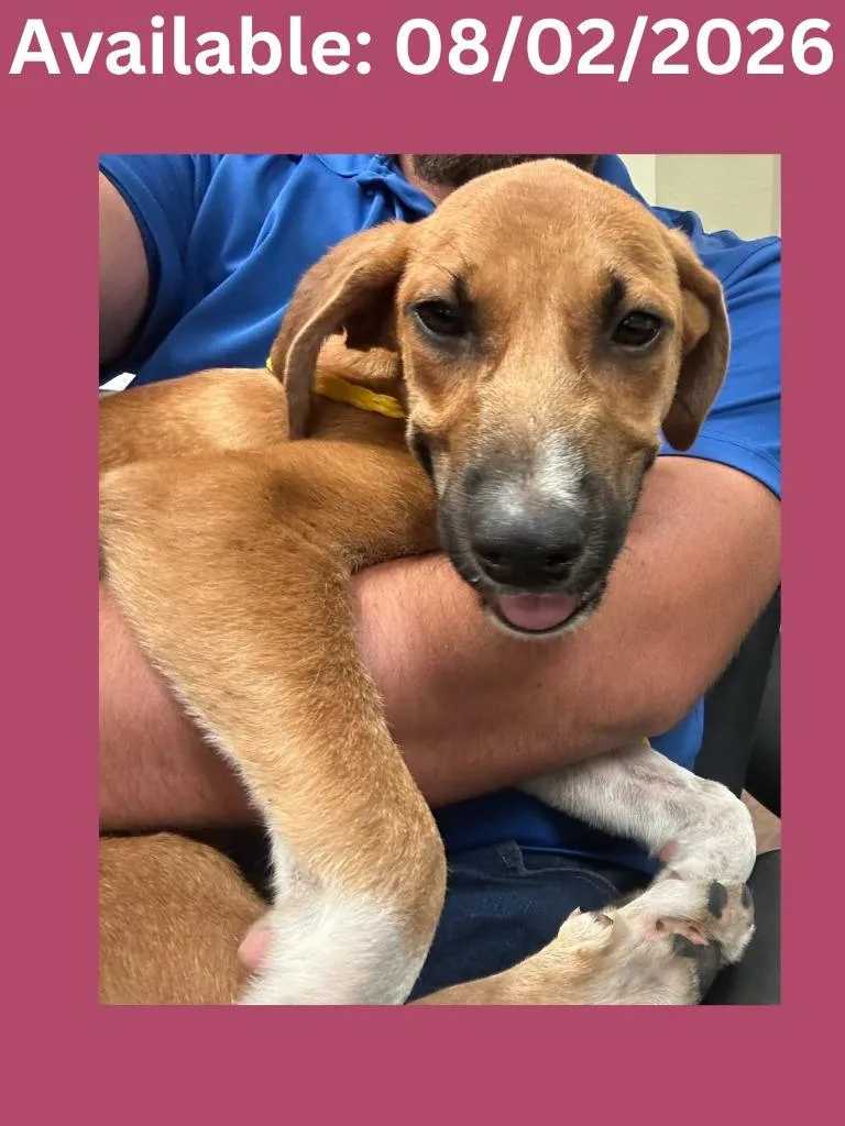 A baby medium-sized female Black Mouth Cur dog named Dog Kennel for adoption in Greenville, TX