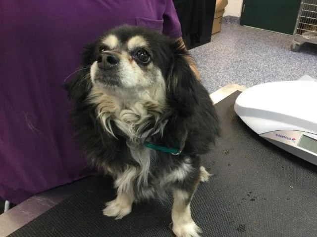 An adult small-sized female Chihuahua dog named Dusk for adoption in Riverside, CA