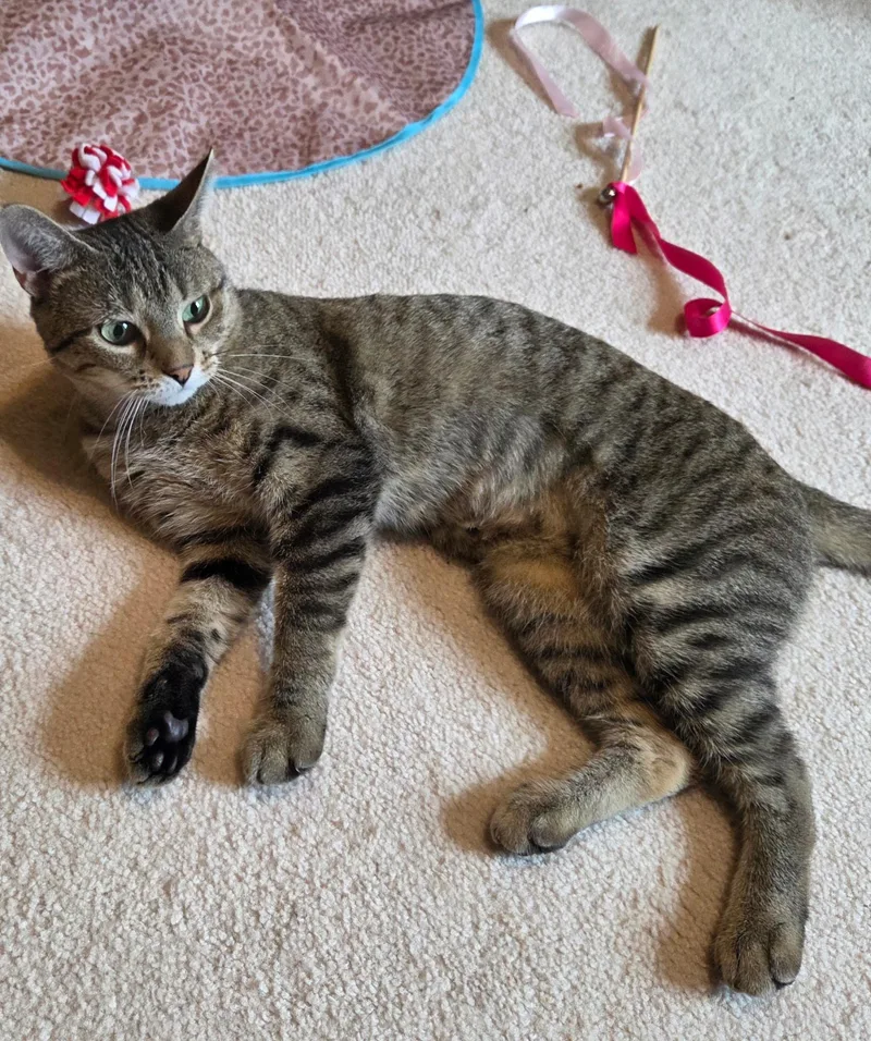 A young medium-sized female Domestic Short Hair cat named Steamy for adoption in Plainfield, IL