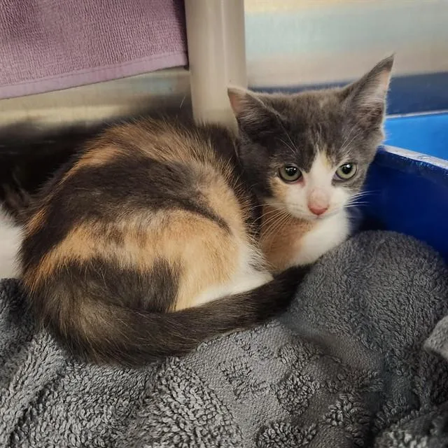 A baby medium-sized female Domestic Short Hair cat named Brownie for adoption in Huntsville, AL