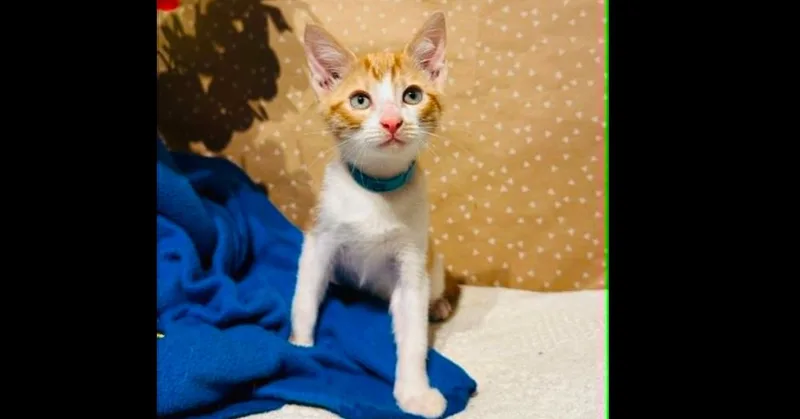 A baby small-sized male Domestic Short Hair cat named Chandler for adoption in Groveland, MA