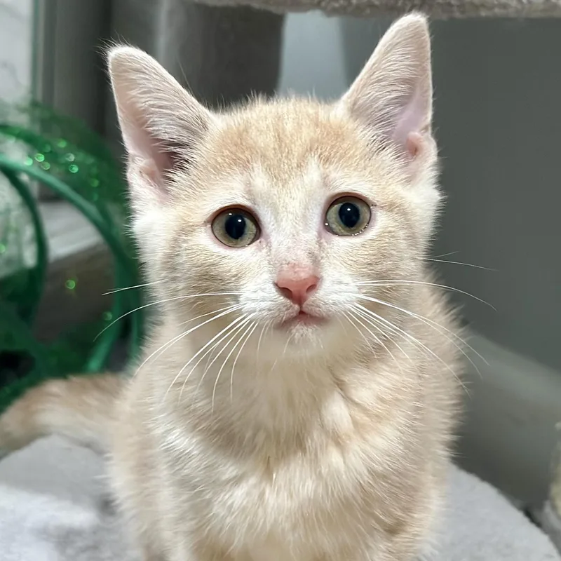A baby medium-sized female Buff / Tan / Fawn Domestic Short Hair cat named Timpani for adoption in Pontiac, MI