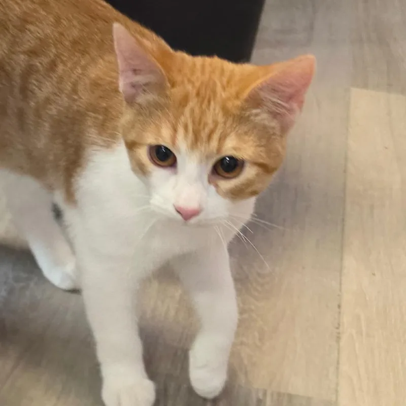 A baby medium-sized female Orange / Red Domestic Short Hair cat named Chickie for adoption in Grinnell, IA