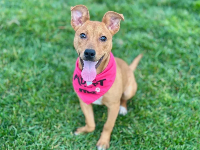 Chickpea thumbnail 2