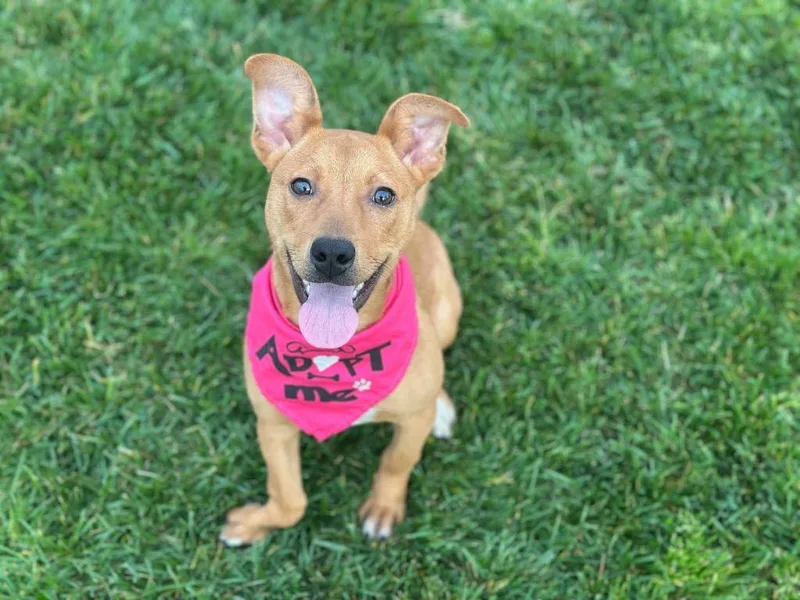 Chickpea thumbnail 3