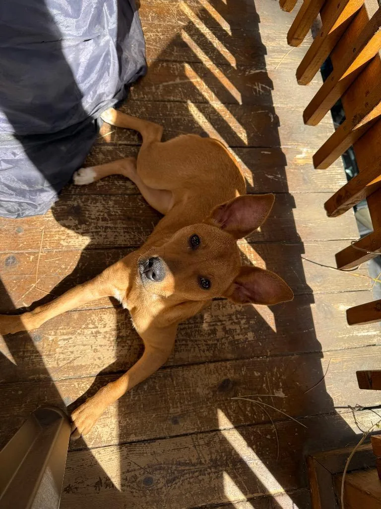 Chickpea thumbnail 4