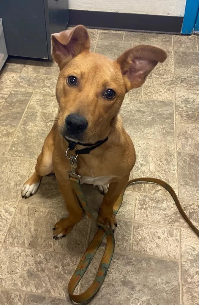 Chickpea thumbnail 5