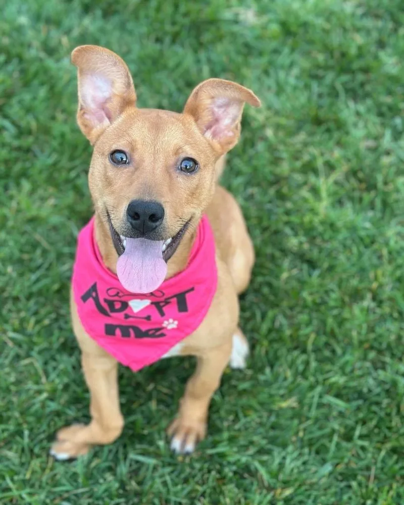 Chickpea thumbnail 6